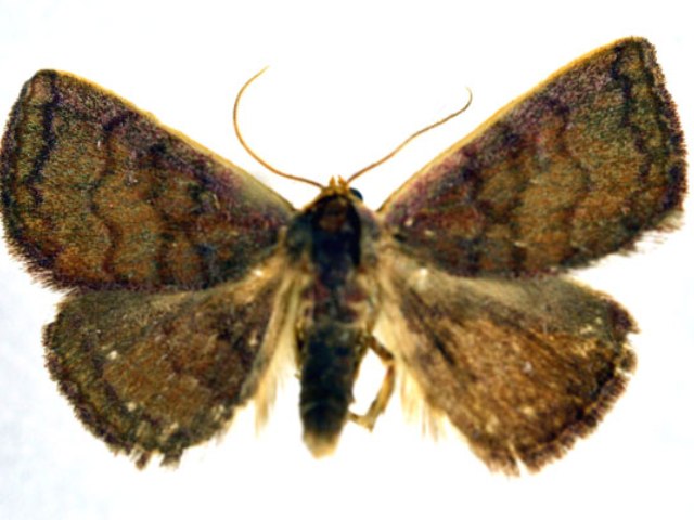 Eublemma albifascia